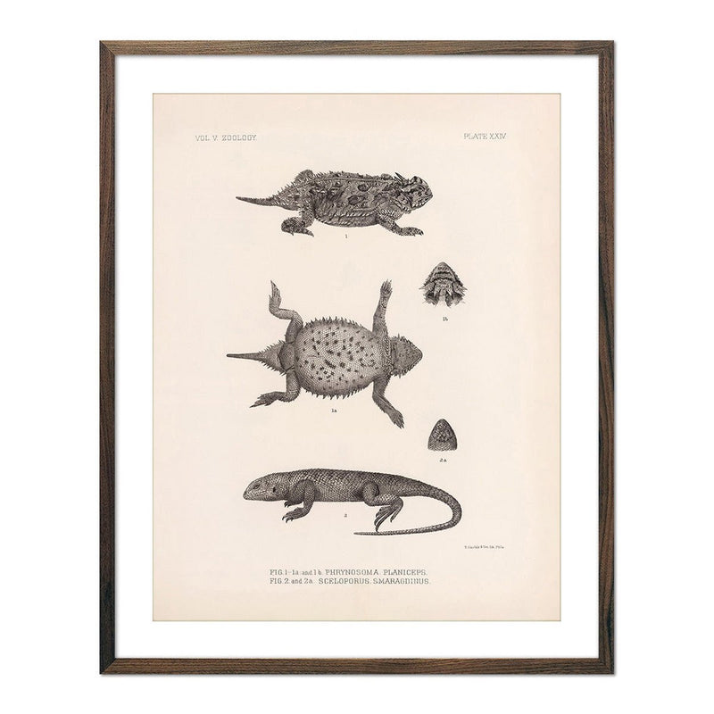 Lizards - 1 Art Print - Muir Way - Animals