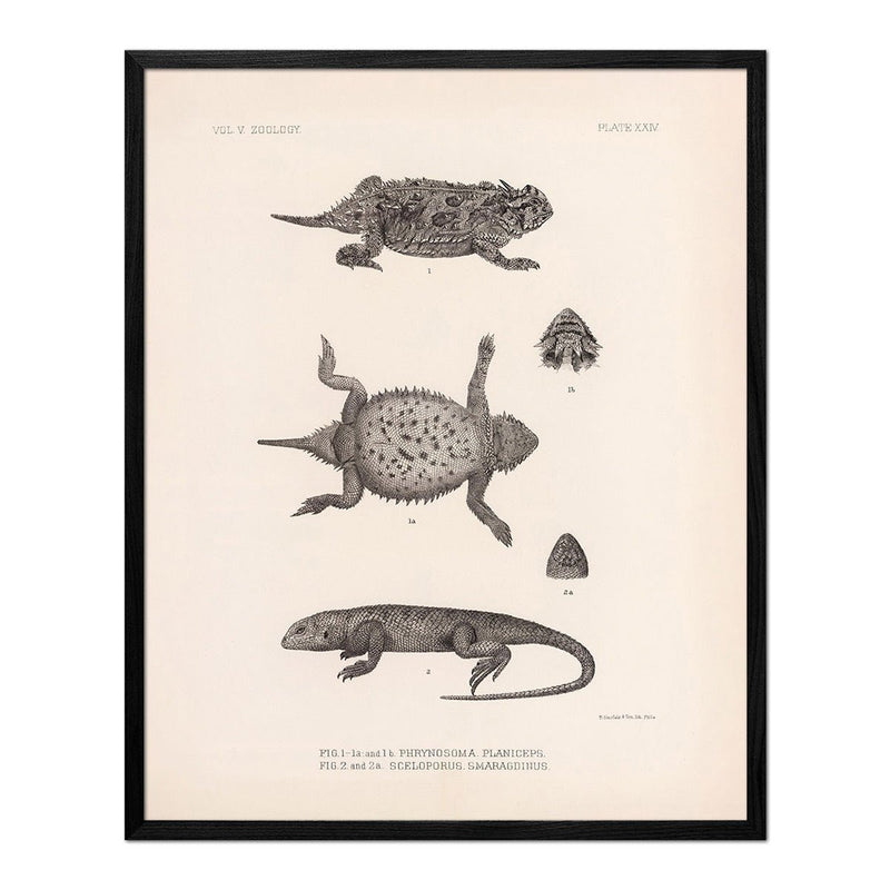 Lizards - 1 Art Print - Muir Way - Animals