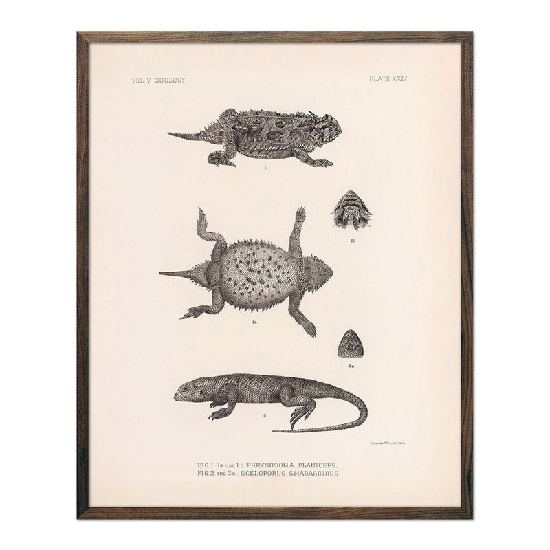 Lizards - 1 Art Print - Muir Way - Animals