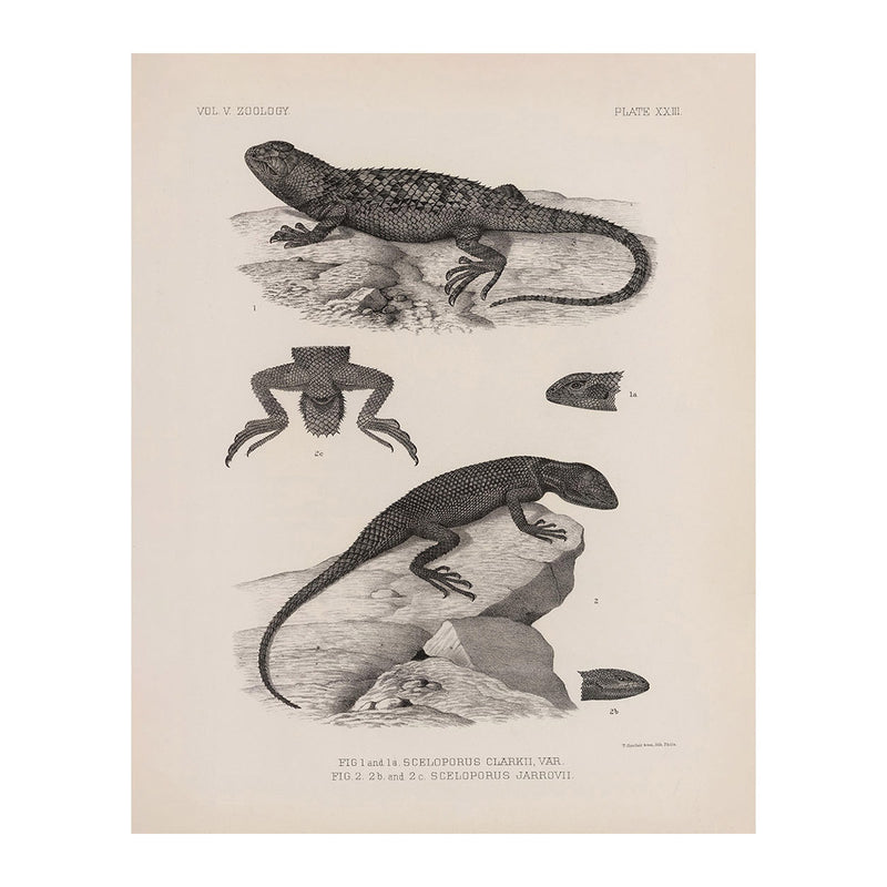 Lizards - 2 Art Print