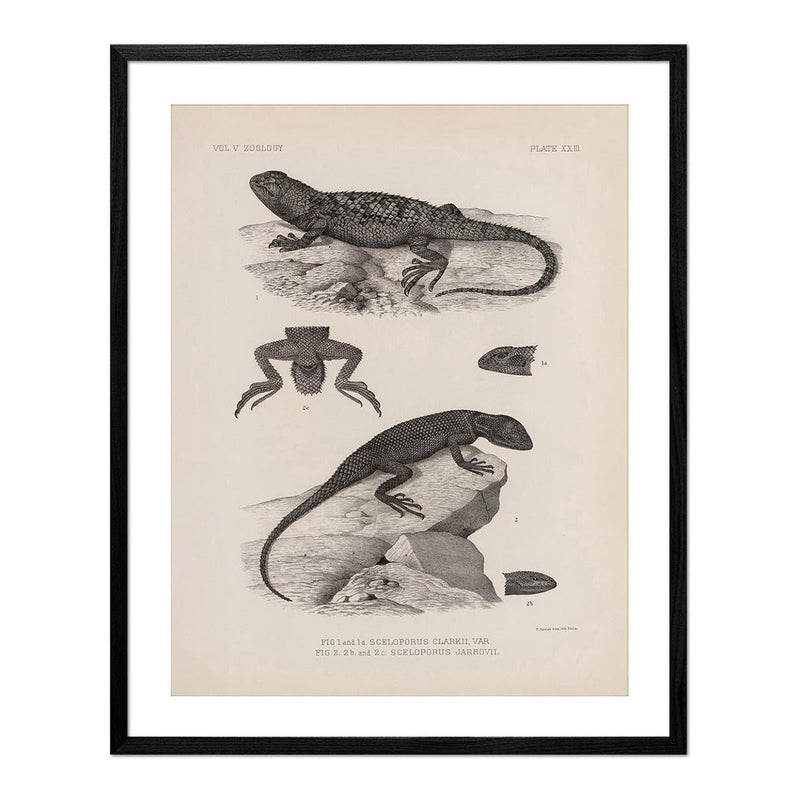 Lizards - 2 Art Print - Muir Way - Animals