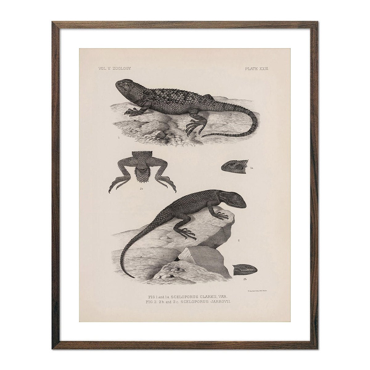 Clark's Spiny and Yarrow's Spiny Lizards - 1875 Print | Muir Way