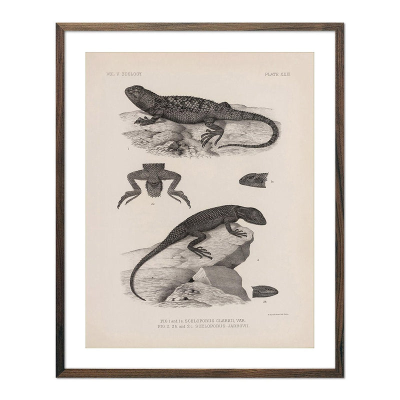 Lizards - 2 Art Print - Muir Way - Animals