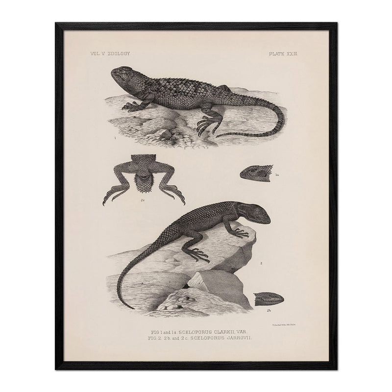 Lizards - 2 Art Print - Muir Way - Animals