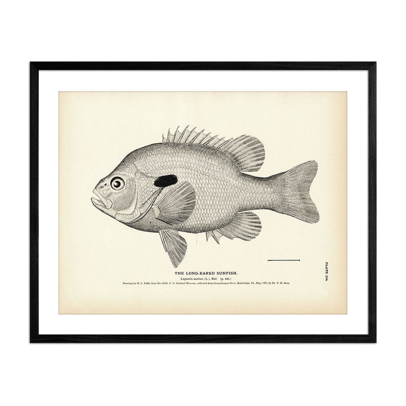 Long - Eared Sunfish Art Print - Muir Way - Fisheries
