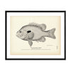 Long-Eared Sunfish Art Print