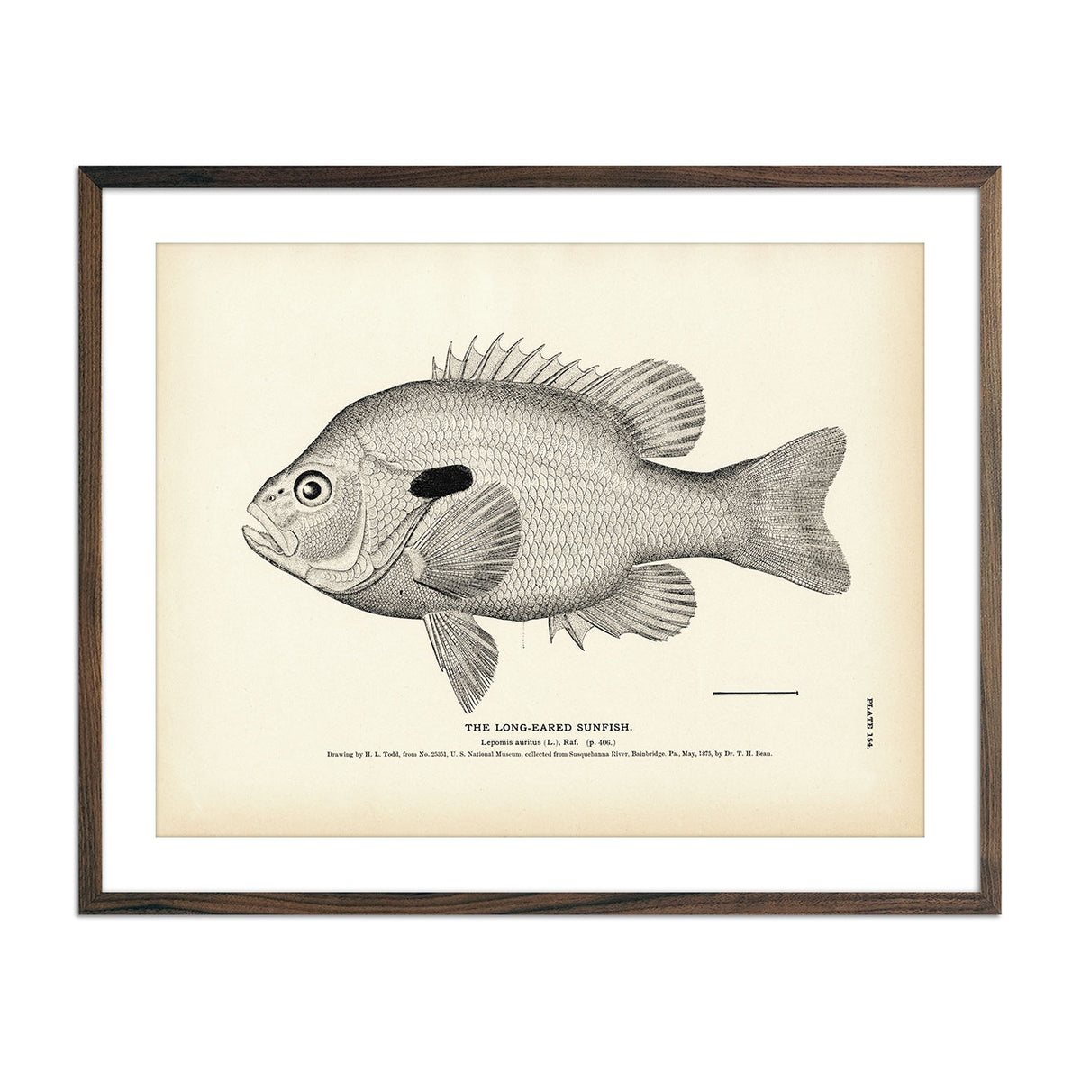 Long Eared Sunfish 1884 Print Muir Way Long eared sunfish 1884 print muir way