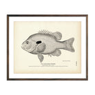 Vintage Long-Eared Sunfish print