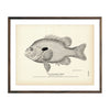 Vintage Long-Eared Sunfish print