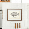 Long-Eared Sunfish Art Print