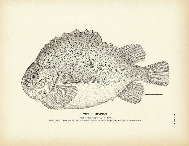 Lump - Fish Art Print - Muir Way - Fisheries