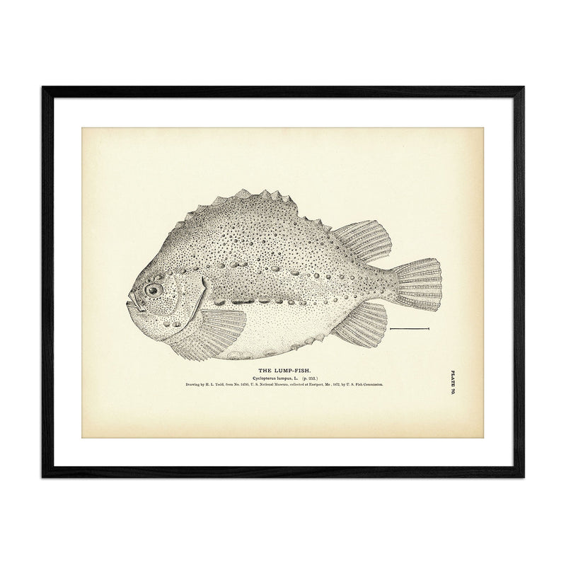 Lump - Fish Art Print - Muir Way - Fisheries