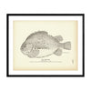 Lump-Fish Art Print