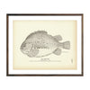 Vintage Lump-fish print
