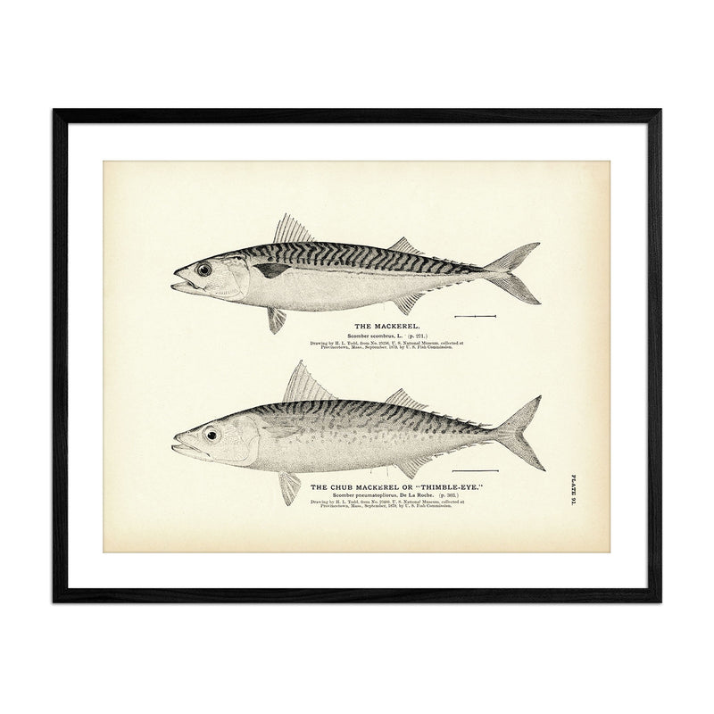 Mackerel and Chub Mackerel (Thimble - Eye) Art Print - Muir Way - Fisheries