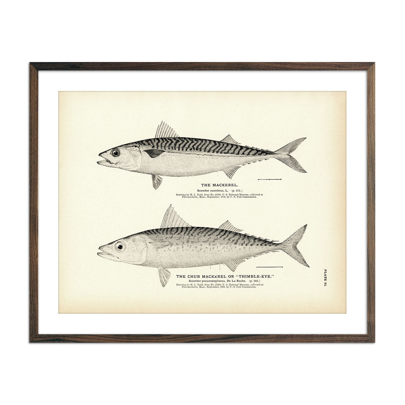 Vintage Mackerel and Chub Mackerel fish print