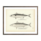 Vintage Mackerel and Chub Mackerel fish print