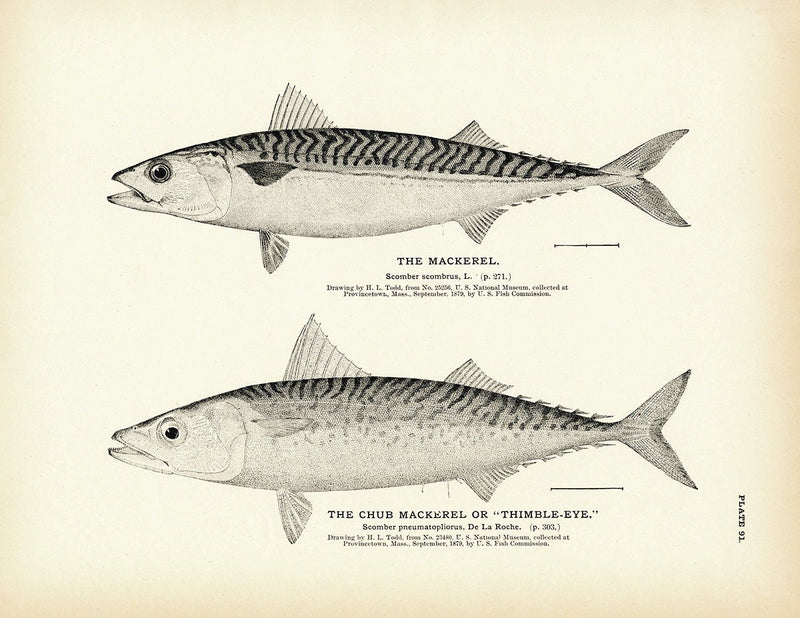 Mackerel and Chub Mackerel (Thimble - Eye) Art Print - Muir Way - Fisheries