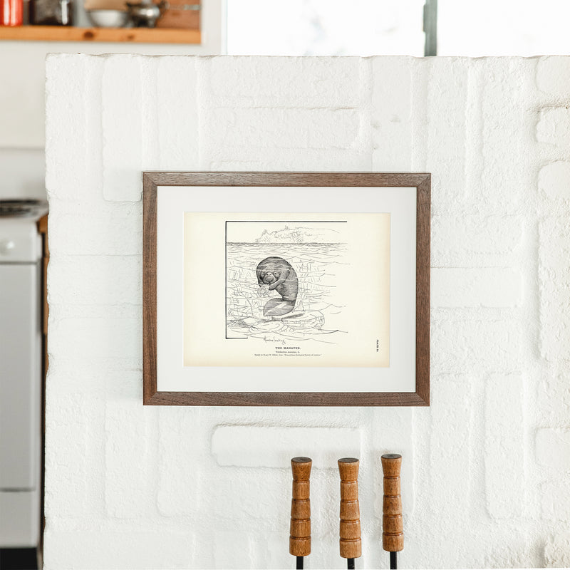 Manatee Art Print - Muir Way - Fisheries