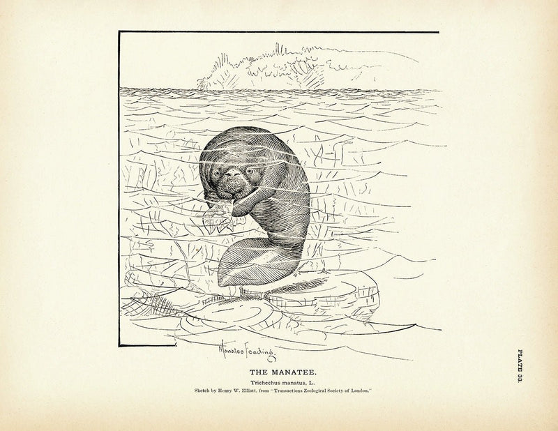 Manatee Art Print - Muir Way - Fisheries
