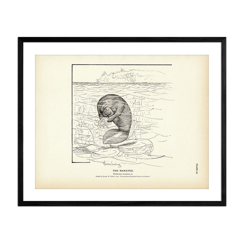 Manatee Art Print - Muir Way - Fisheries