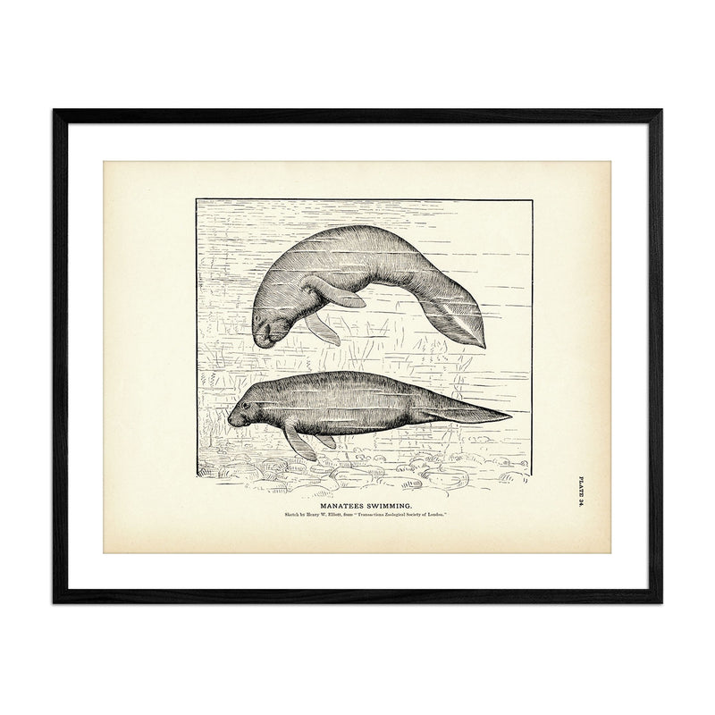Manatees Swimming Art Print - Muir Way - Fisheries