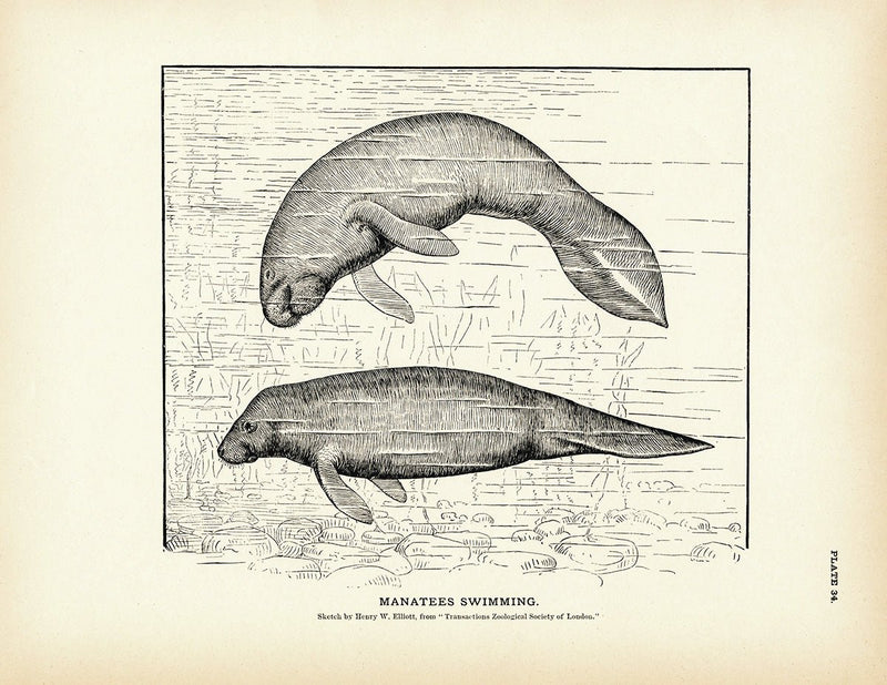 Manatees Swimming Art Print - Muir Way - Fisheries