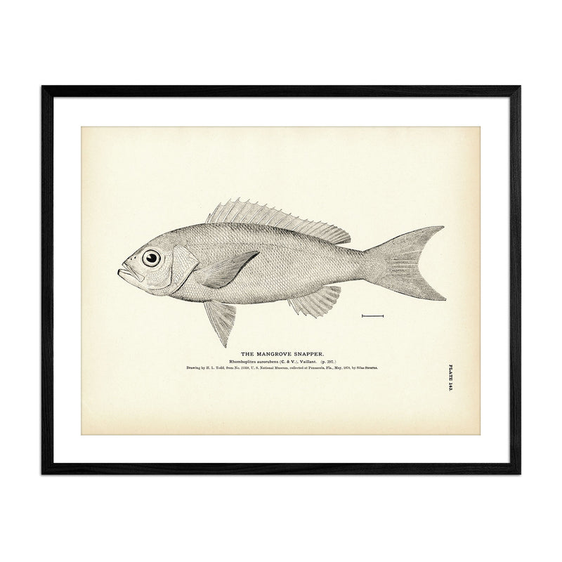 Mangrove Snapper Art Print - Muir Way - Fisheries