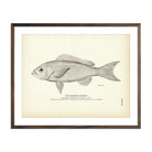 Vintage Mangrove Snapper fish print