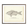 Vintage Mangrove Snapper fish print