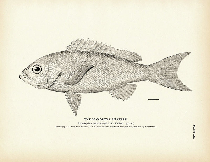 Mangrove Snapper Art Print - Muir Way - Fisheries