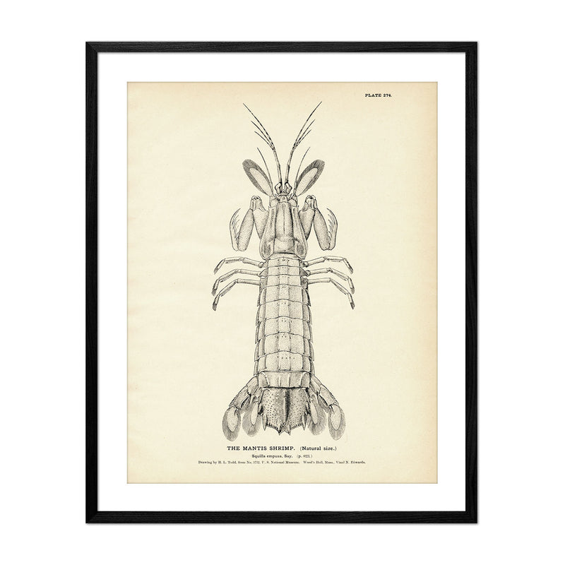 Mantis Shrimp Art Print - Muir Way - Fisheries