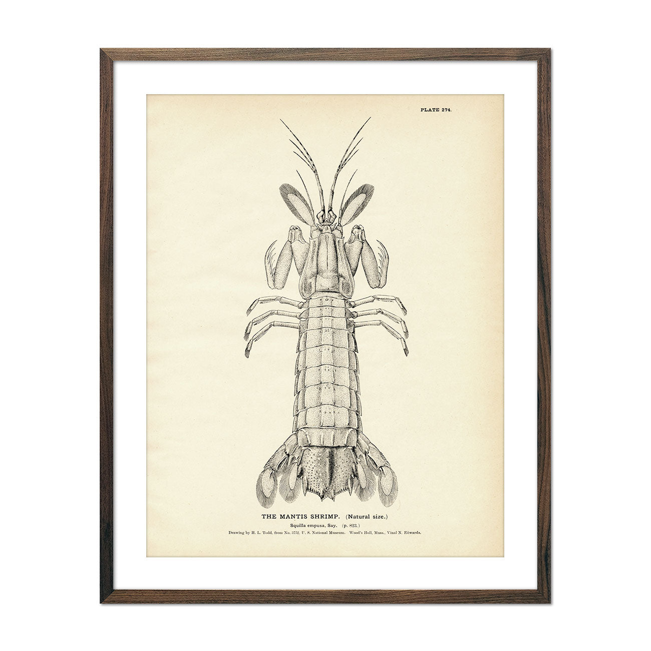 Vintage Mantis Shrimp fish print