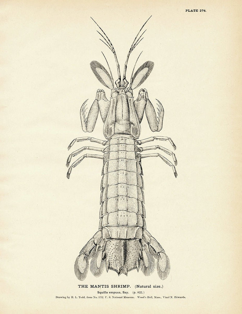 Mantis Shrimp Art Print - Muir Way - Fisheries