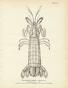 Mantis Shrimp Art Print
