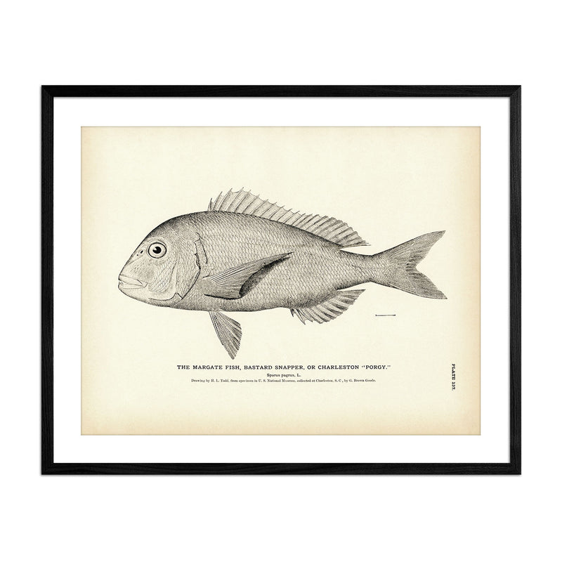 Margate Fish (Bastard Snapper) (Charleston Porgy) Art Print - Muir Way - Fisheries
