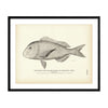 Margate Fish (Bastard Snapper) (Charleston Porgy) Art Print