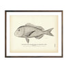 Vintage Margate Fish print