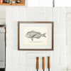 Margate Fish (Bastard Snapper) (Charleston Porgy) Art Print