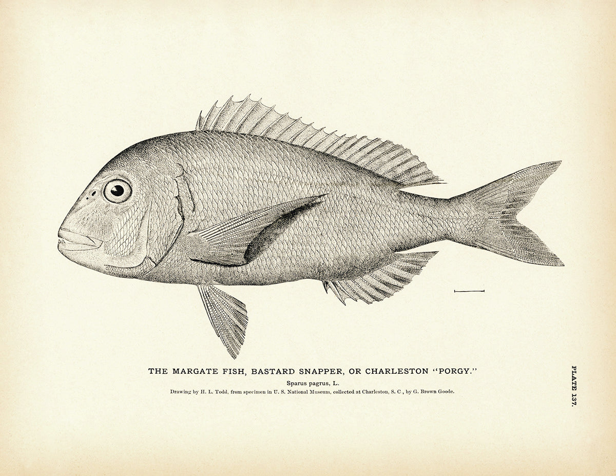 Margate Fish (Bastard Snapper) (Charleston Porgy) - 1884 Print