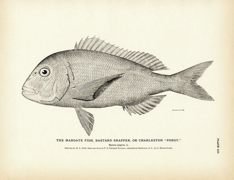 Margate Fish (Bastard Snapper) (Charleston Porgy) Art Print - Muir Way - Fisheries