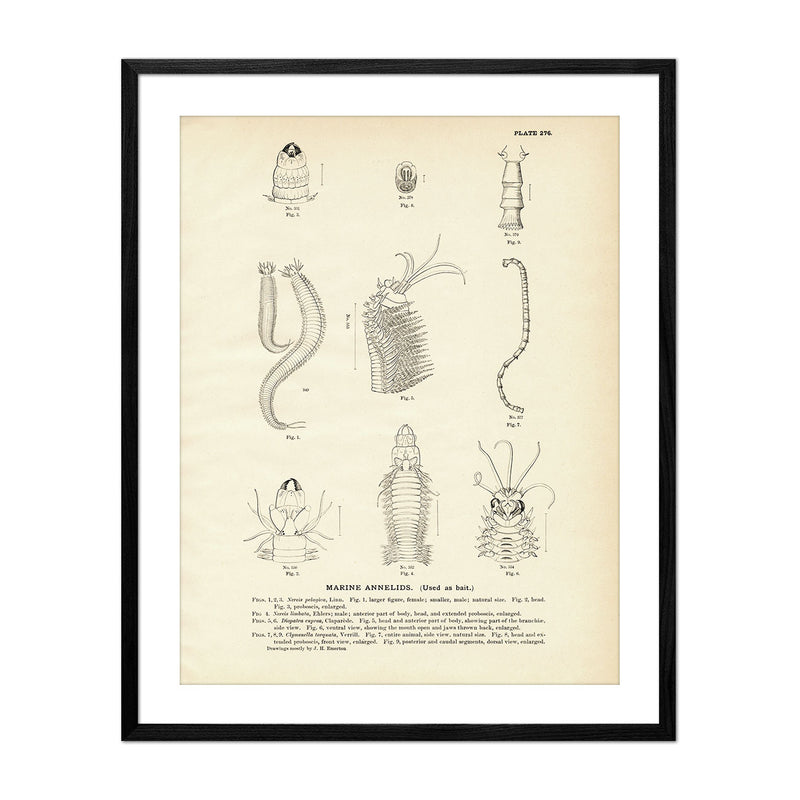 Marine Annelids Art Print - Muir Way - Fisheries