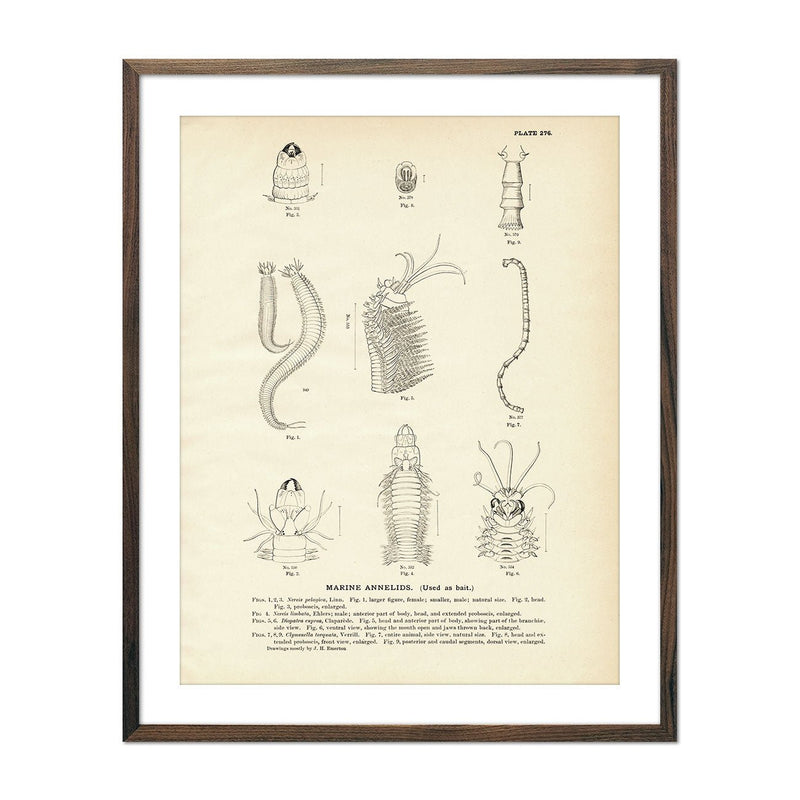 Marine Annelids Art Print - Muir Way - Fisheries