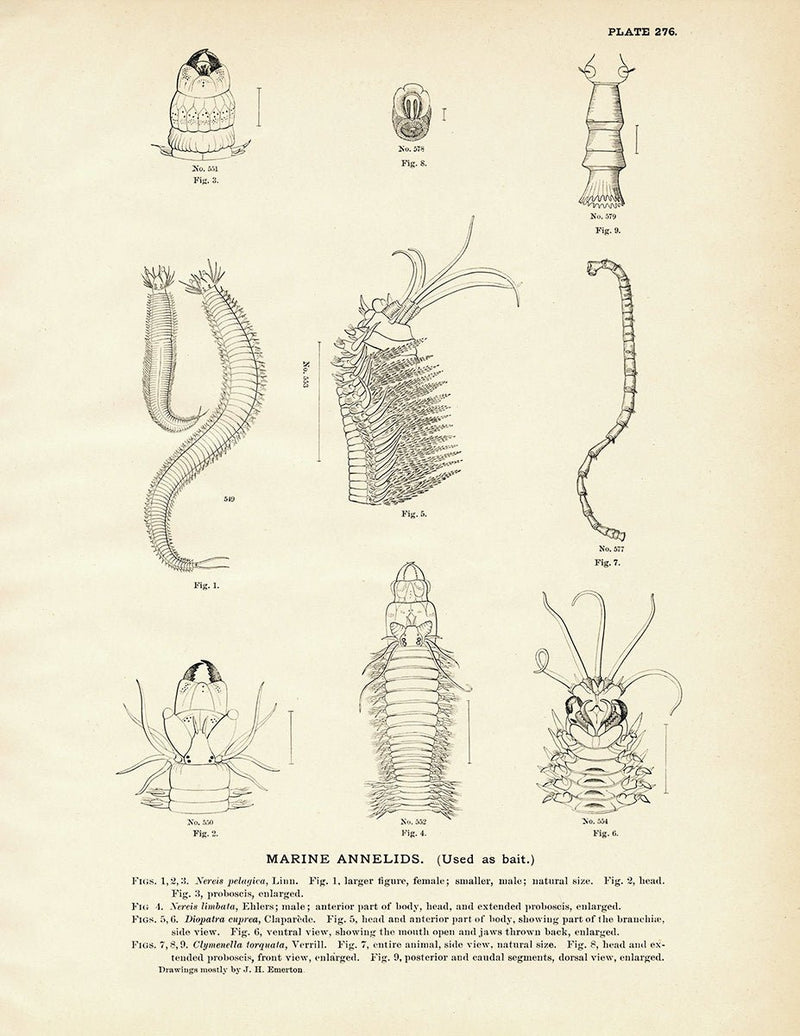 Marine Annelids Art Print - Muir Way - Fisheries