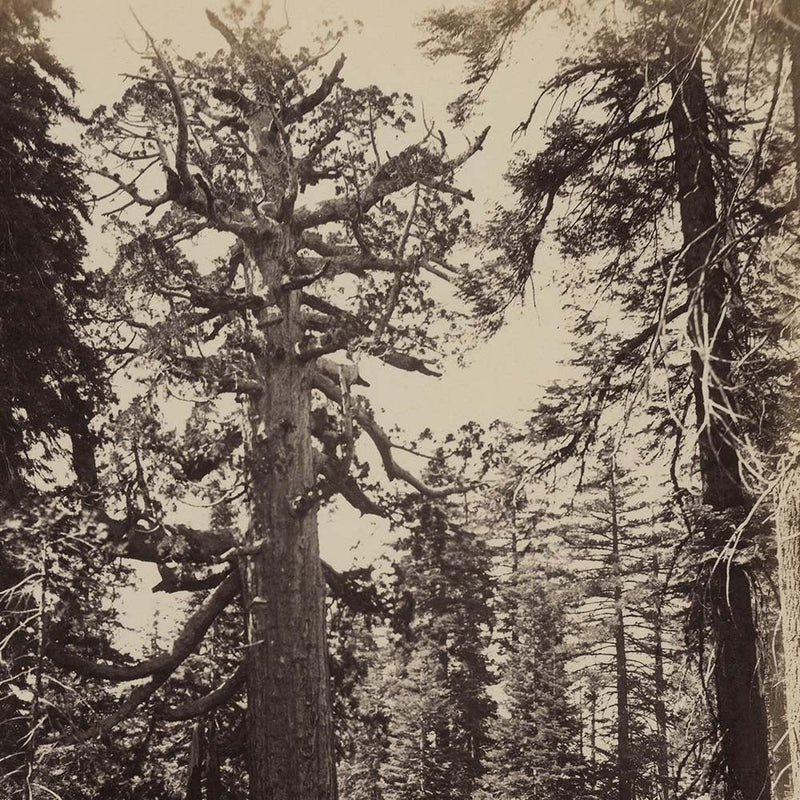 Mariposa Grove, Yosemite 1868 - Muir Way - Photograph
