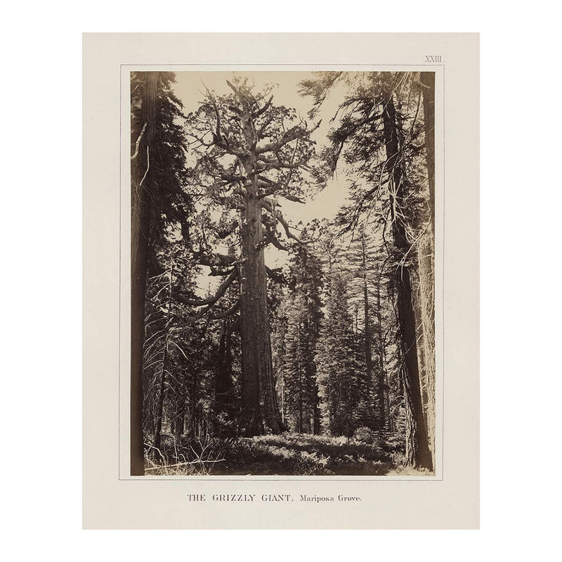 Mariposa Grove, Yosemite 1868 - Muir Way - Photograph