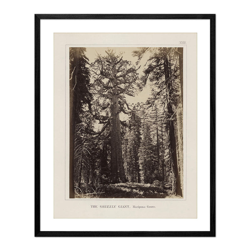 Mariposa Grove, Yosemite 1868 - Muir Way - Photograph