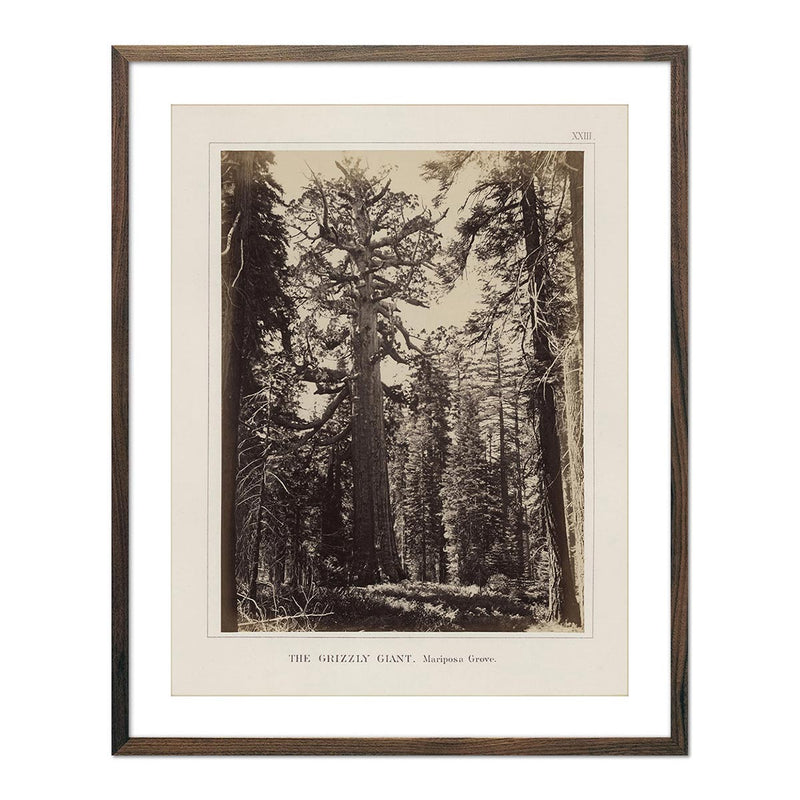 Mariposa Grove, Yosemite 1868 - Muir Way - Photograph