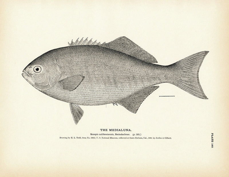Medialuna Art Print - Muir Way - Fisheries