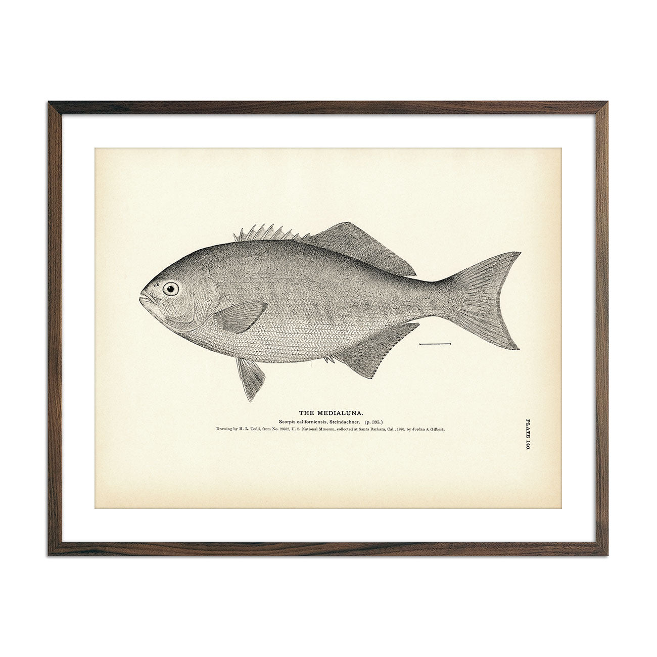 Vintage Medialuna fish print